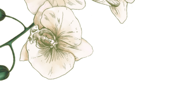 Rysunek ozdobnych kwiatów orchidei
